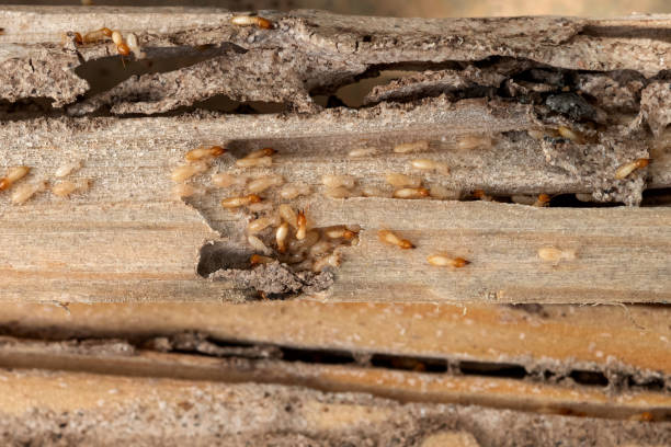 Best Affordable Pest Control Services  in Cleveland, TX